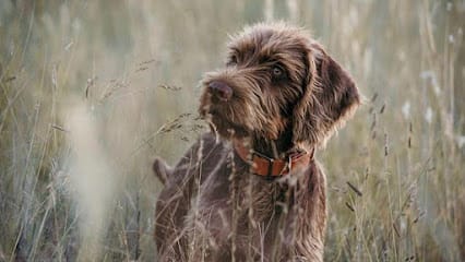 Dezert Rebelz Pudelpointers featured image for this Dog Trainer