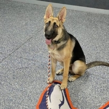 Delta Elite K9 Dog Training featured image for this Dog Trainer