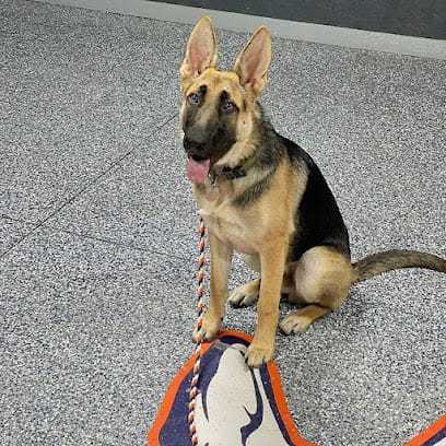 Delta Elite K9 Dog Training featured image for this Dog Trainer