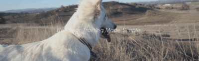 Dog Basics PDX featured image for this Dog Trainer