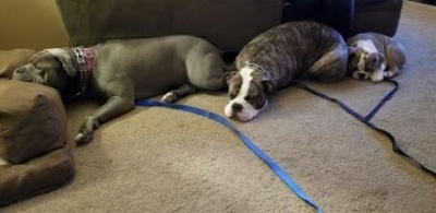 Dan Trains Dogs featured image for this Dog Trainer