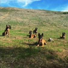 Elissa Cline Dog Training featured image for this Dog Trainer