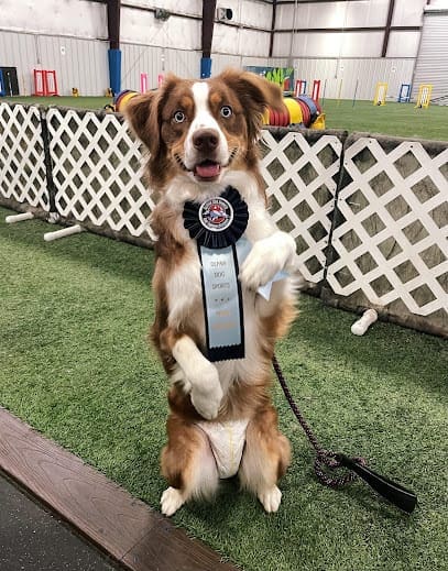 DePaw Dog Sports and Training Academy featured image for this Dog Trainer