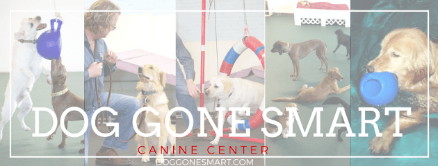 Dog Gone Smart featured image for this Dog Trainer
