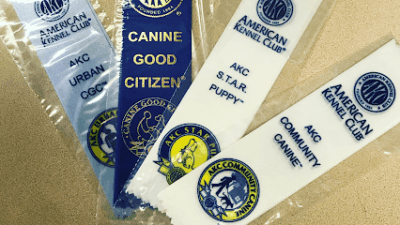 Danx To The Rescue featured image for this Dog Trainer