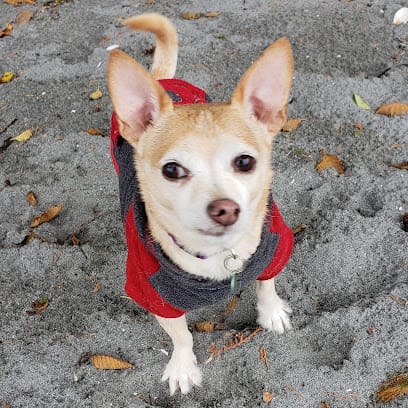 Dog Guy featured image for this Dog Trainer