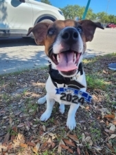 Dawg Phonics K9 Obedience Training featured image for this Dog Trainer