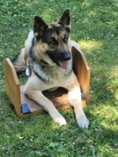 Dog Trainer Rob – Canine Nutritionist – Dog Equipment featured image for this Dog Trainer