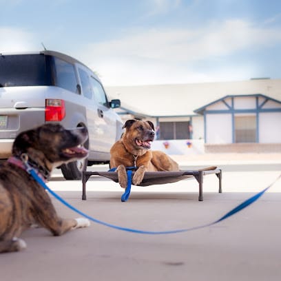 Dog’s Eye View Training featured image for this Dog Trainer