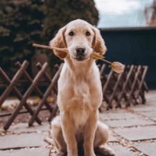 Down 4 Paws Dog Training featured image for this Dog Trainer