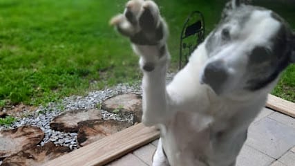 Dog’s Best Friend Montclair featured image for this Dog Trainer