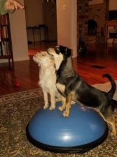 Dog Training by PJ featured image for this Dog Trainer