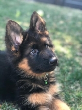 Dogtreff New York Obedience Training featured image for this Dog Trainer