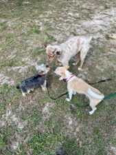 Dogs R Us Obedience Training featured image for this Dog Trainer