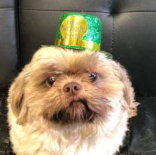 Downtown Canine featured image for this Dog Trainer