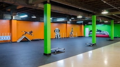 Downtown Dogs Chicago featured image for this Dog Trainer