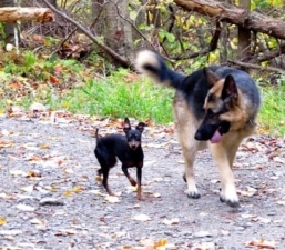 Dog Obedience Group – Boarding, Training, Daycare featured image for this Dog Trainer