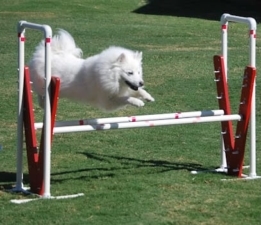 Dallas Agility Working Group featured image for this Dog Trainer