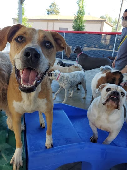 Dogtown Pet Spa Sandy featured image for this Dog Trainer