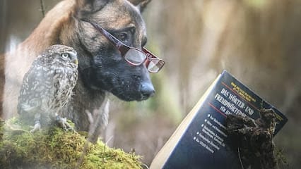 Dog Behavioral Training School featured image for this Dog Trainer