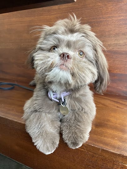 Deep Connection K9 Academy featured image for this Dog Trainer