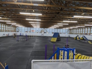 Dog Sports at Kim’s featured image for this Dog Trainer