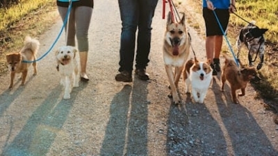 Dog Training With Monica featured image for this Dog Trainer