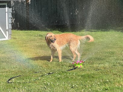 Dopamine K9 featured image for this Dog Trainer