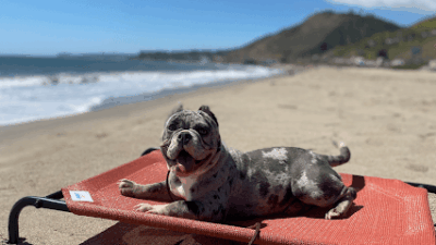 Critical Thinking Dog Services featured image for this Dog Trainer