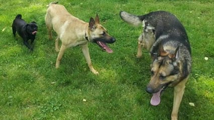 Dog Training Beyond featured image for this Dog Trainer