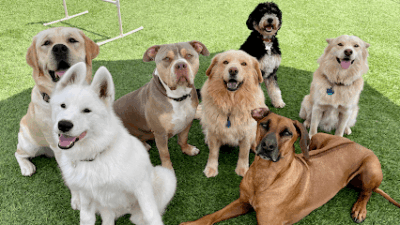 Crafty Canine Club featured image for this Dog Trainer
