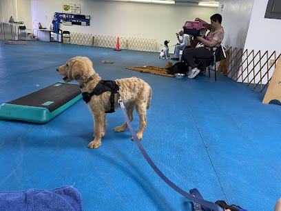 Dog Obedience Club of Lee County featured image for this Dog Trainer