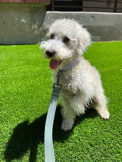 Desert Gold Ranch featured image for this Dog Trainer