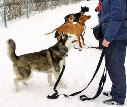 Dog zone LLC featured image for this Dog Trainer