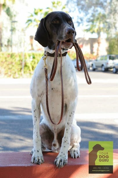 Dog Guru – Dog & Puppy Training and Boarding featured image for this Dog Trainer