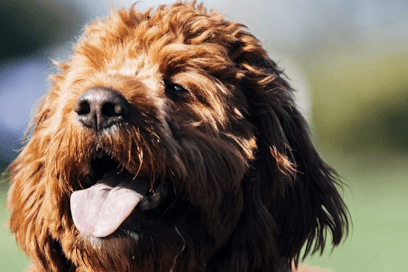 Dog Guard North Georgia featured image for this Dog Trainer