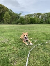 Dog Training by Bob Maida featured image for this Dog Trainer