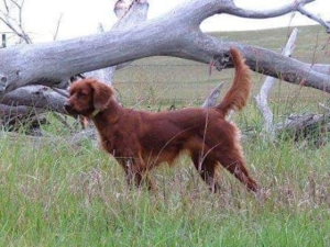 Eshod Farm and Kennel featured image for this Dog Trainer