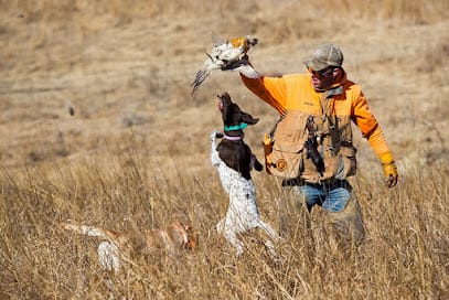 Double A Gun Dogs featured image for this Dog Trainer