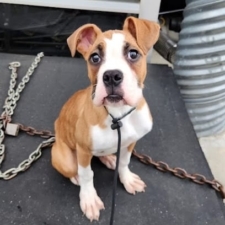 Dogwood K9 Services LLC featured image for this Dog Trainer