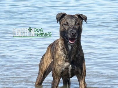 Einstein Dog Training featured image for this Dog Trainer