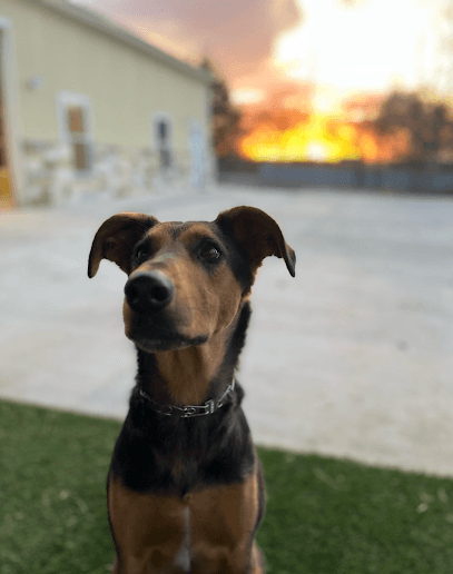 Cowboy K9 Academy featured image for this Dog Trainer