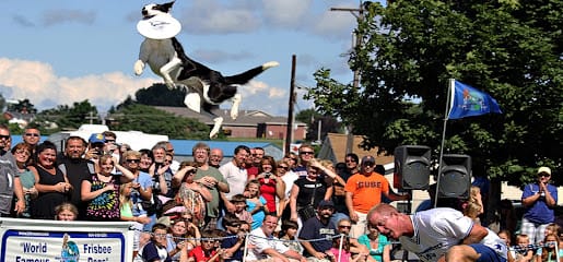Disc-Connected K9s Inc featured image for this Dog Trainer