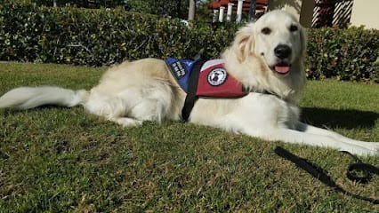Dog Code Training featured image for this Dog Trainer