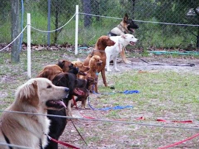 Critters and Canines featured image for this Dog Trainer