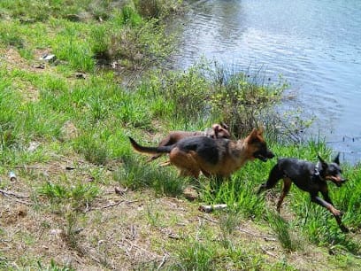 Dog Academy of NC, LLC featured image for this Dog Trainer
