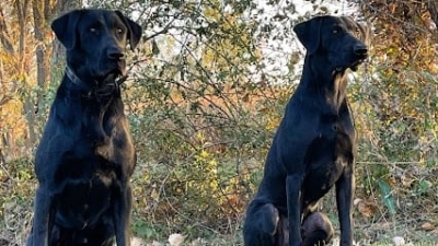 Double Z Kennels featured image for this Dog Trainer