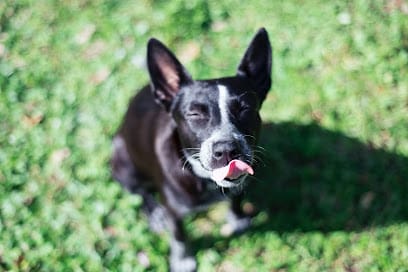 Embark Dog Training Company LLC featured image for this Dog Trainer