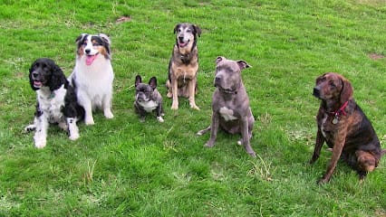 Evergreen School For Dogs featured image for this Dog Trainer