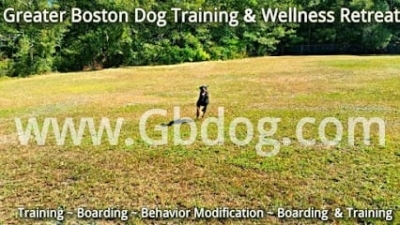 Dog Trainer Middleboro, MA featured image for this Dog Trainer